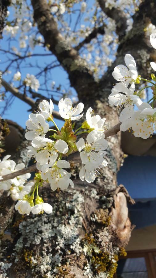 Maison Castellane Chambre D'Hotes B&B 외부 사진